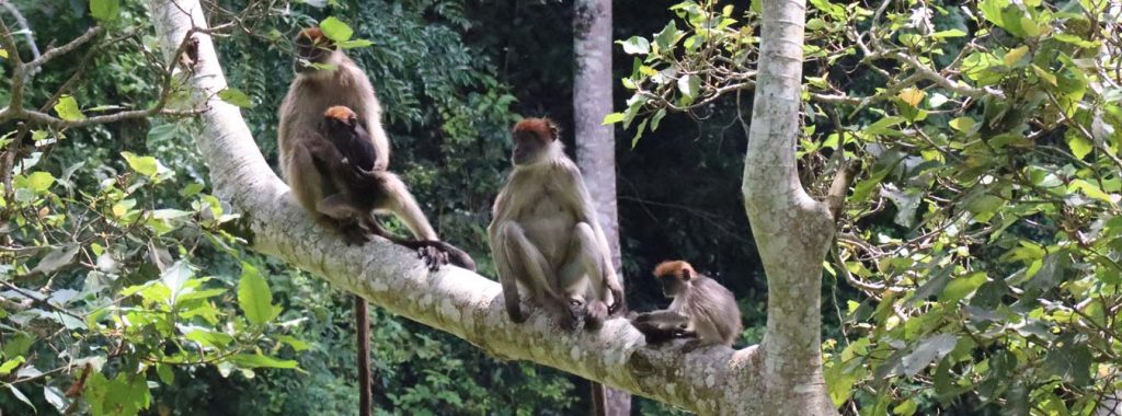 Red-tailed colobus monkeys, among the primates to watch in Kibale Forest