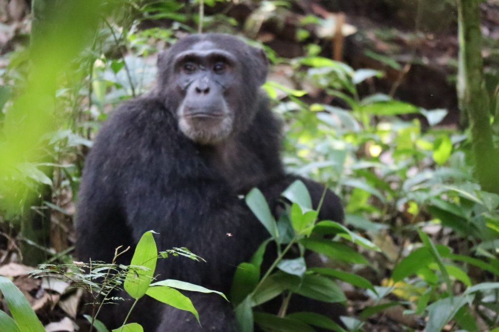 chimpanzee-trekking-kibale