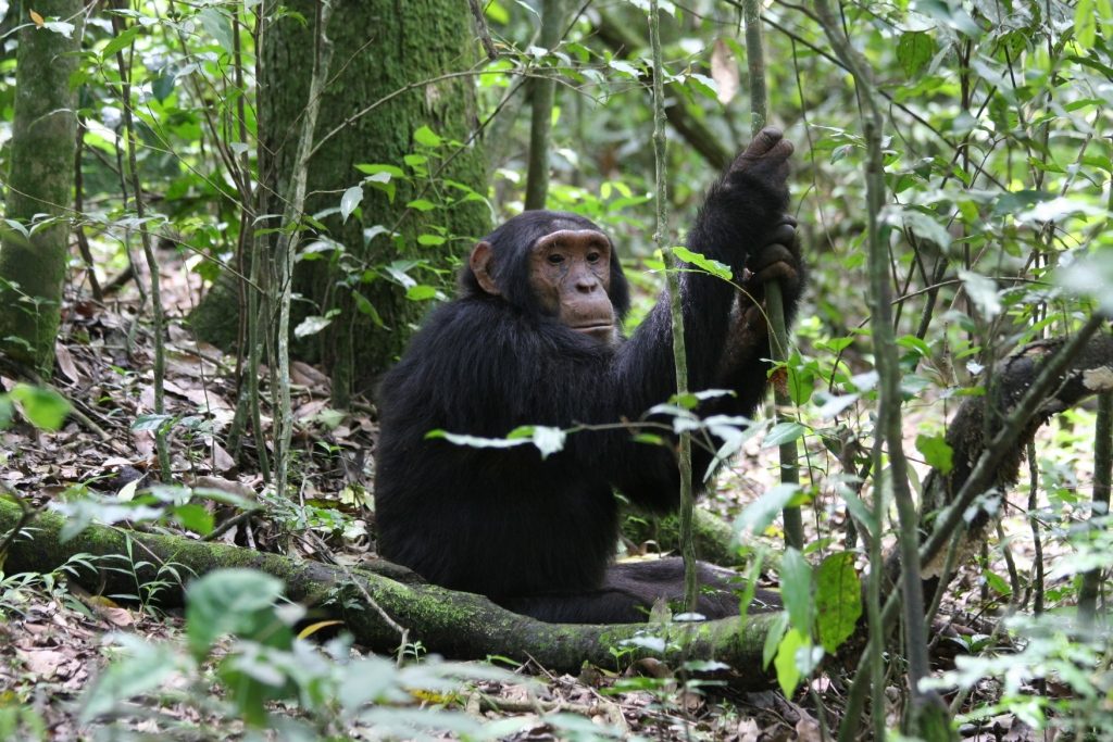 A relaxed chimpanzee in Kibale Forest, ready for your Uganda Chimpanzee trekking Safari