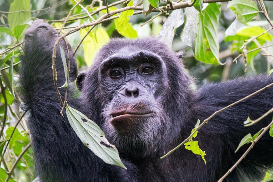Chimpanzees in Kibale Forests National Park 