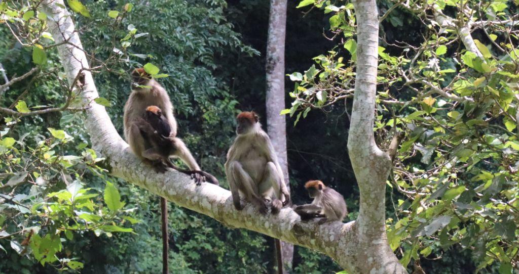 primates_in_kibale_forests
