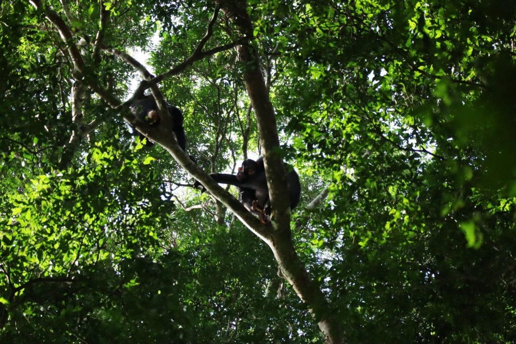 Grab everything you need to carry for a chimpanzee trekking tour in Kibale National Park to enjoy such views like this.