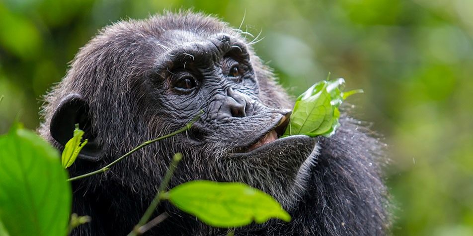An adult chimpanzee feeding, as one of the chimpanzees habituation and birding safari experiences in Kibale Forest- Photo by Stefan Bouma