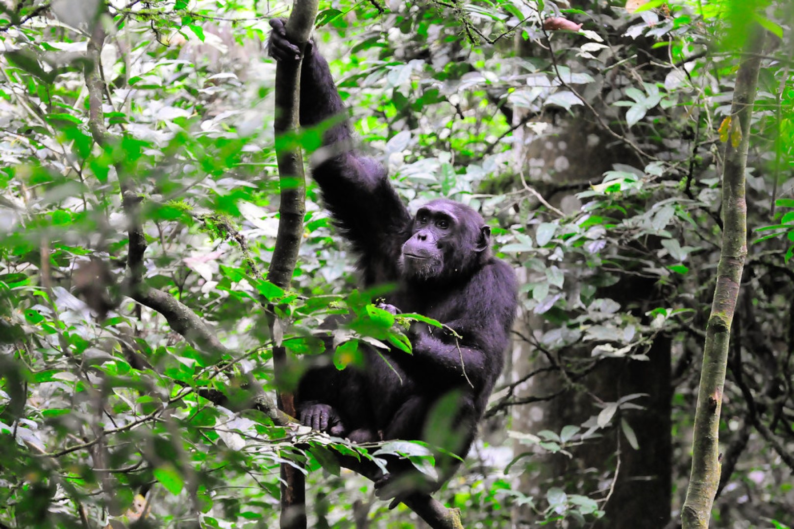A closer look at a chimpanzee in Kibale National Park