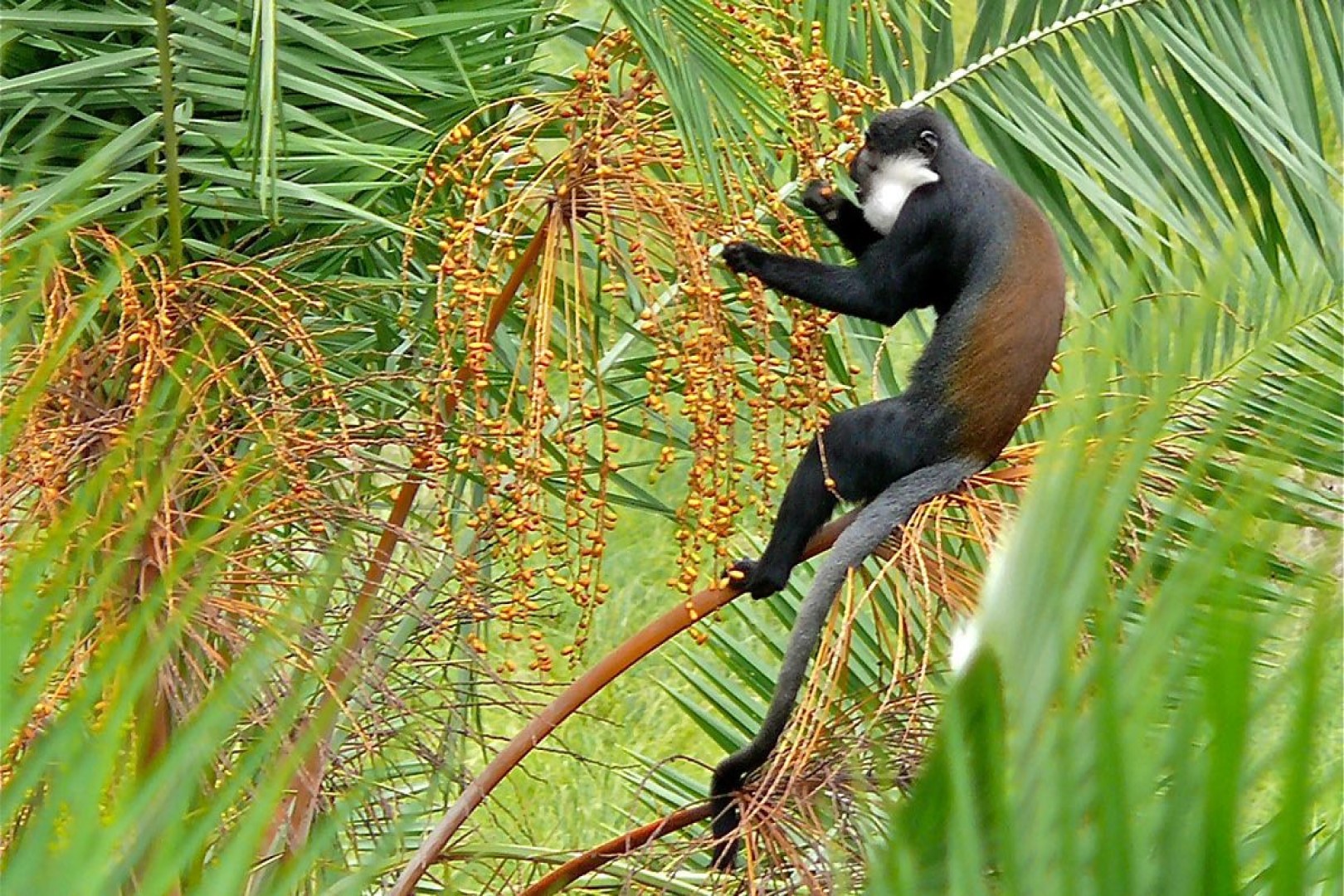 A golden monkey spotted in Kibale Forest