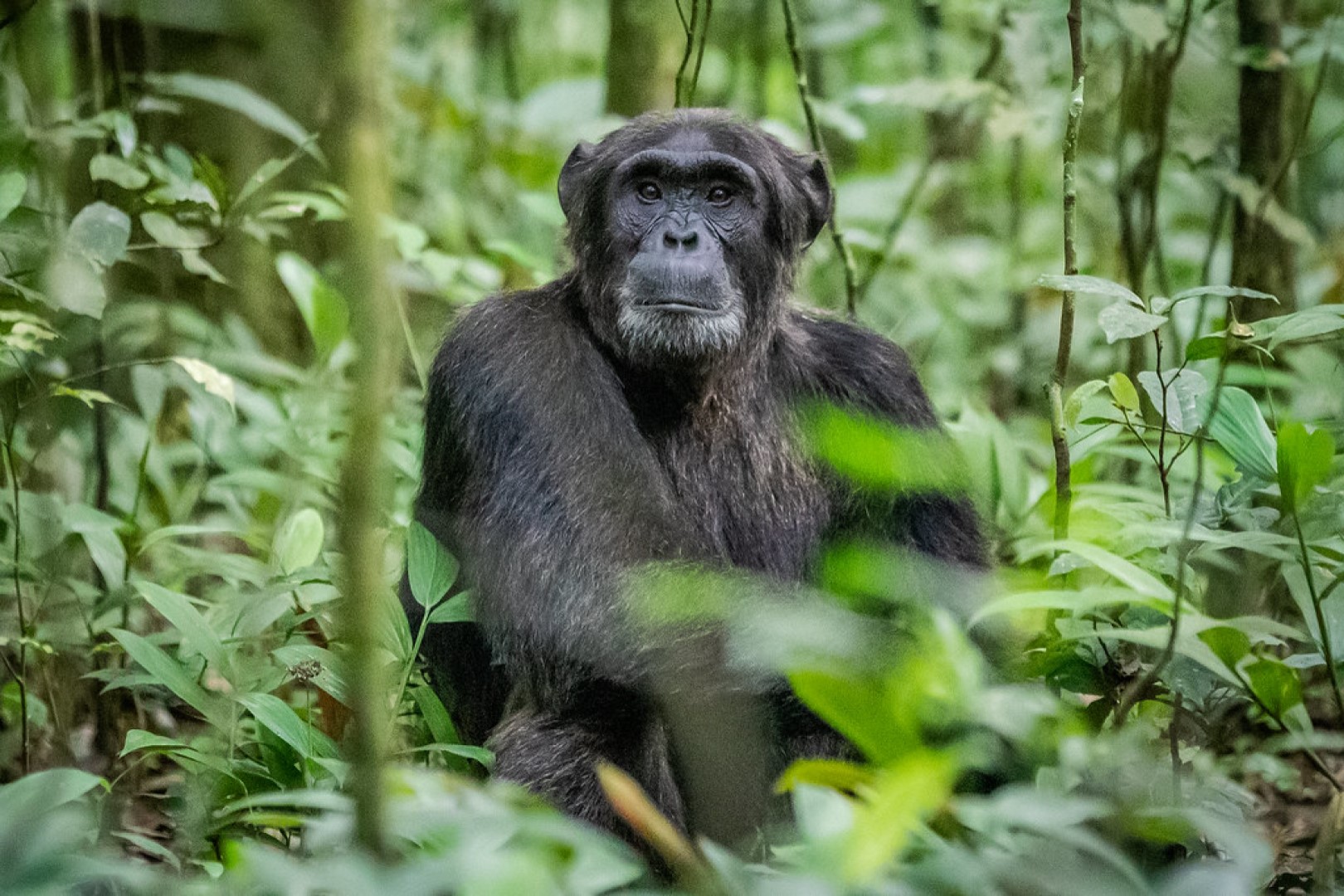 An adult male Chimpanzee gazing in Kibale Forest