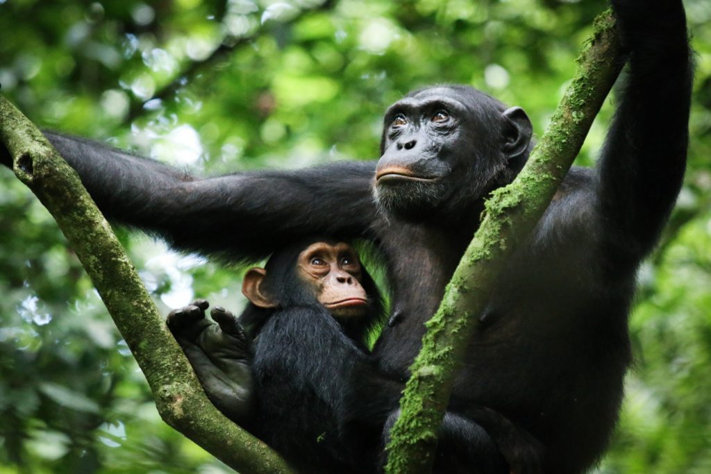 Where To See Stunning Chimpanzees