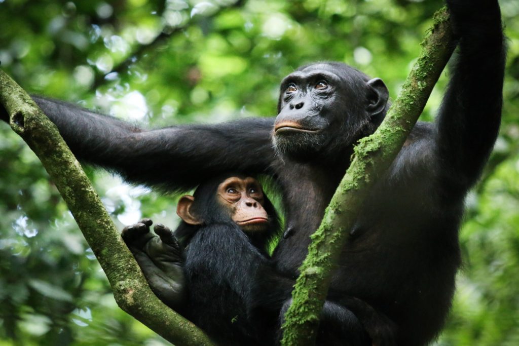 Mum and baby chimpanzee on a chimpanzee habituation safar in Kibale National Park