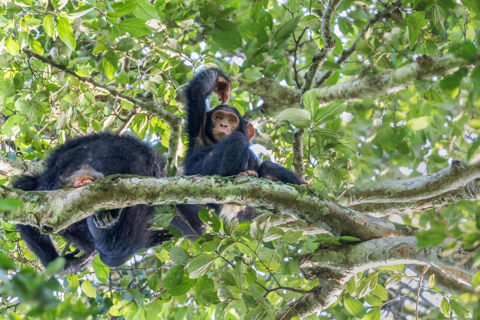 Playful young chimpanzees atop a tree