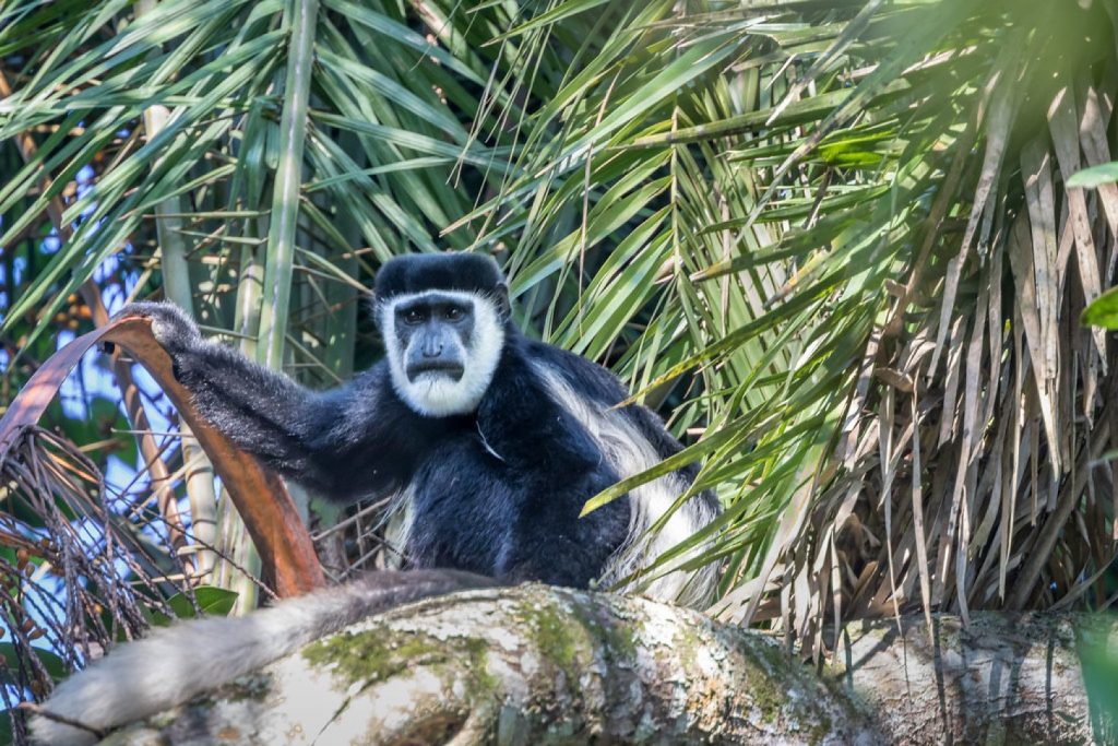 Black and White colobus monkey, one of the key species in Kibale National Park.