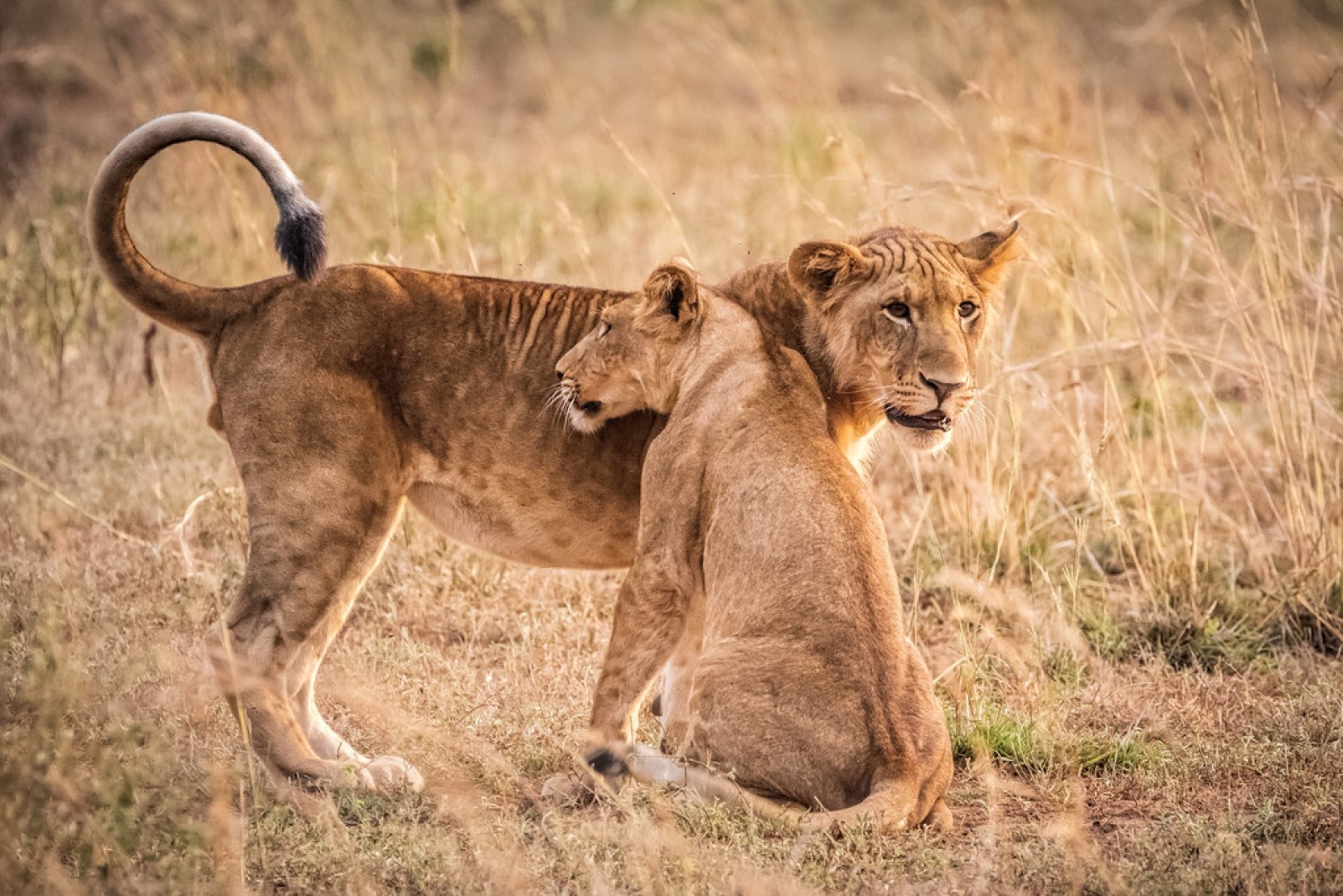 Female lions