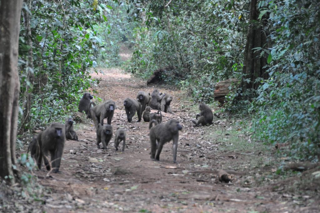 A group of baboons taking a walk, one of the key species in Kibale National Park.