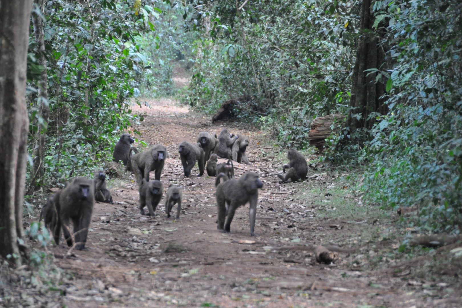 A group of baboons taking a walk