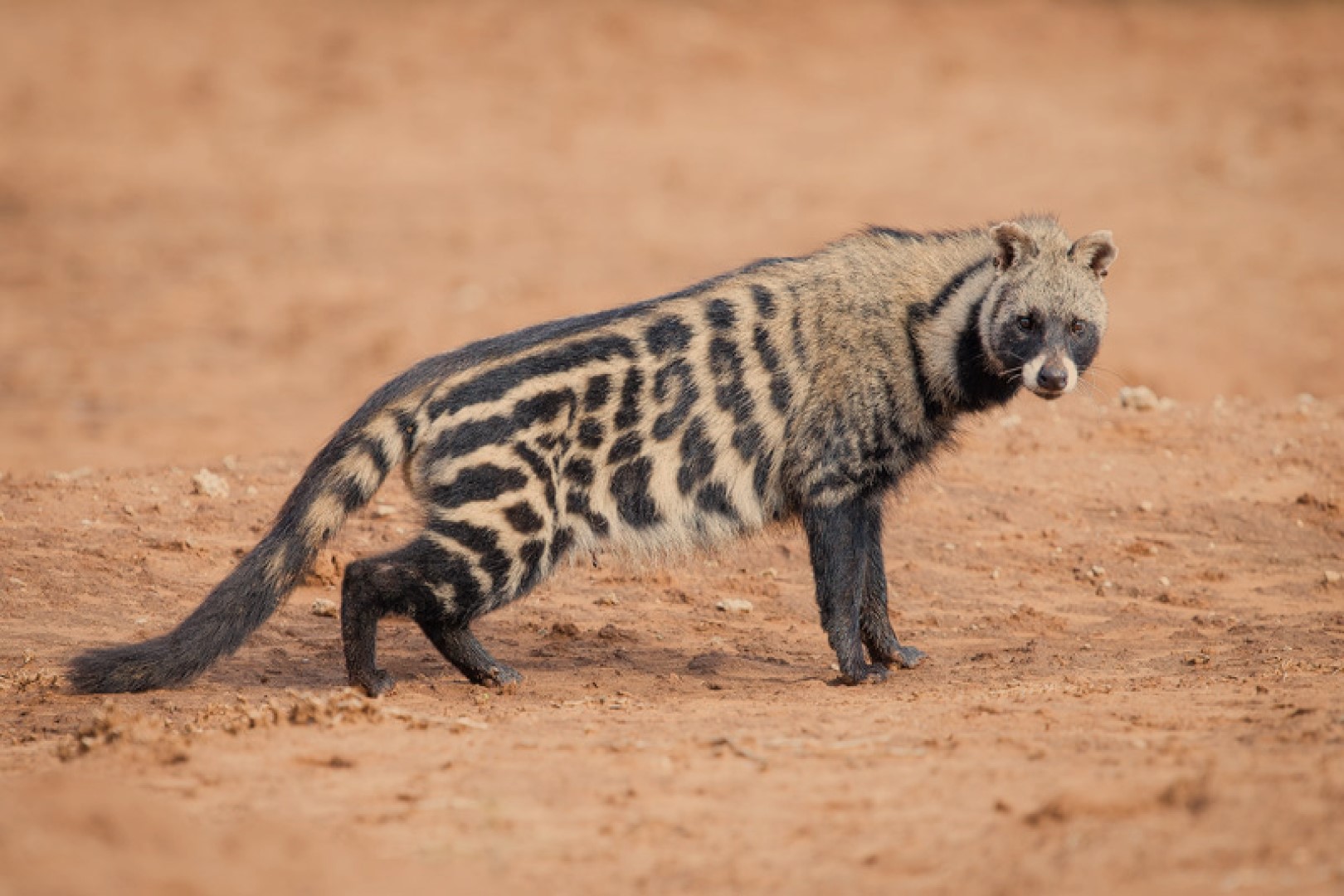 African Civet Cat