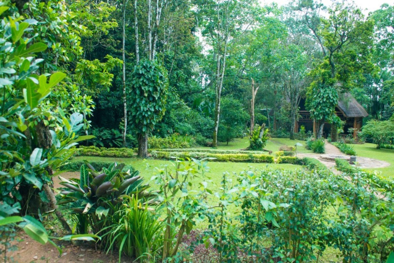 Kibale Forest Camp. Credit: Nature Lodges Uganda