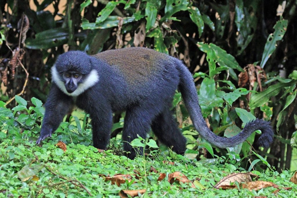 L'Hoest's Monkey, one of the key species in Kibale National Park.