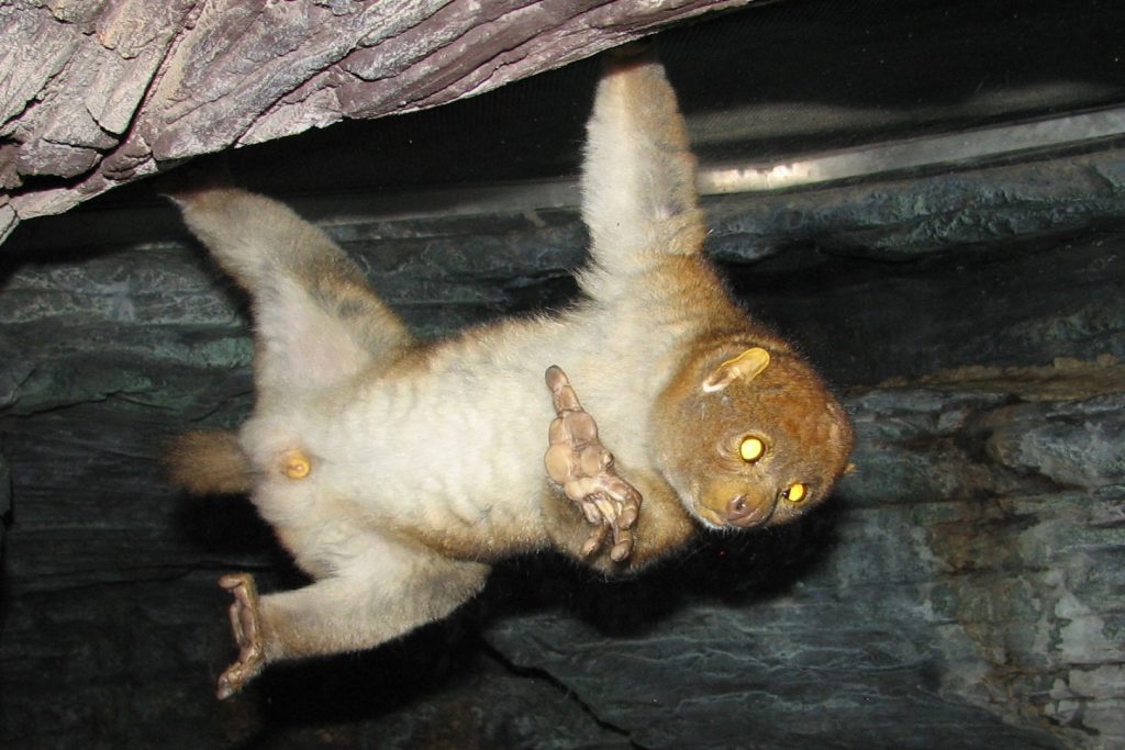 Potto, one of the key species in Kibale National Park.