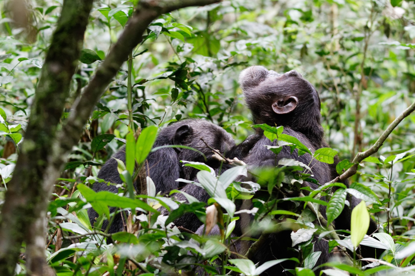 Playful chimpanzee couple