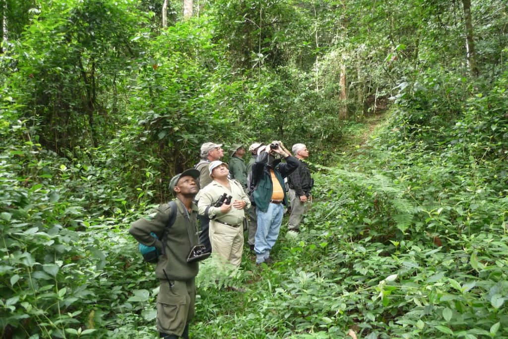 Birdwatching is among the things to do in and around Kibale Forest National Park.