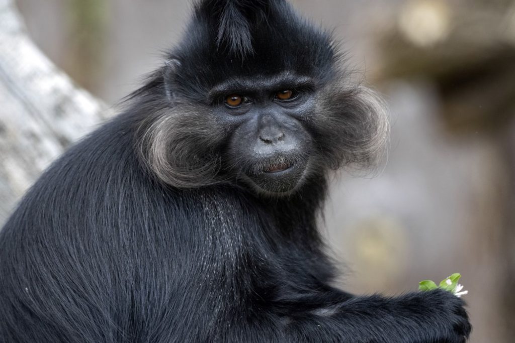 Black crested mangabey, one of the key species in Kibale National Park.