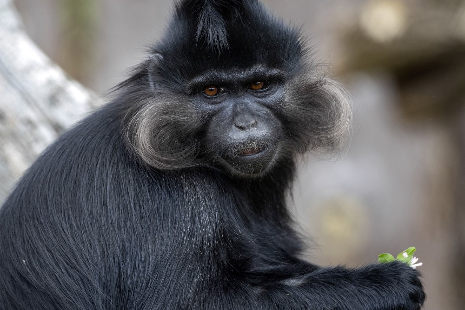 Black crested mangabey