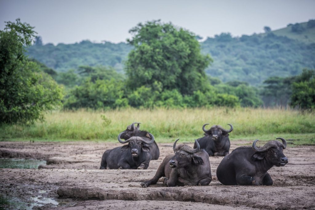 Relaxing buffaloes.  One of the key species in Kibale National Park.