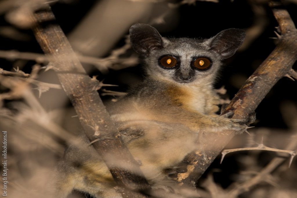 Thomas Galago, one of the key species in Kibale National Park.