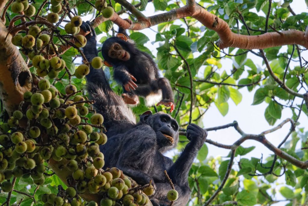 A baby chimpanzee begging for a share of a fruit from its mother