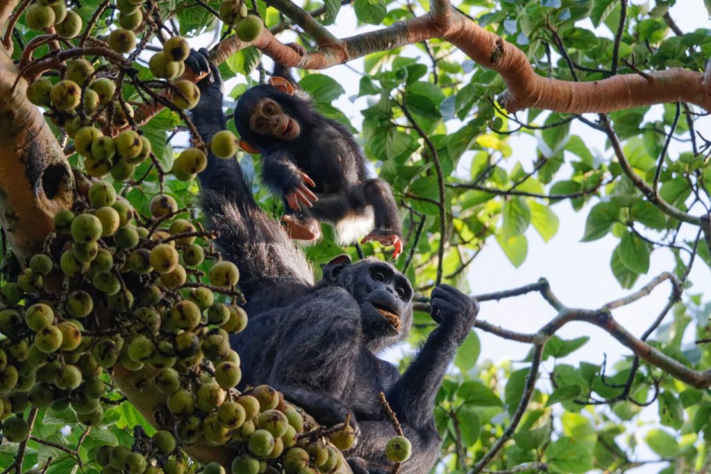 Chimpanzee Habituation