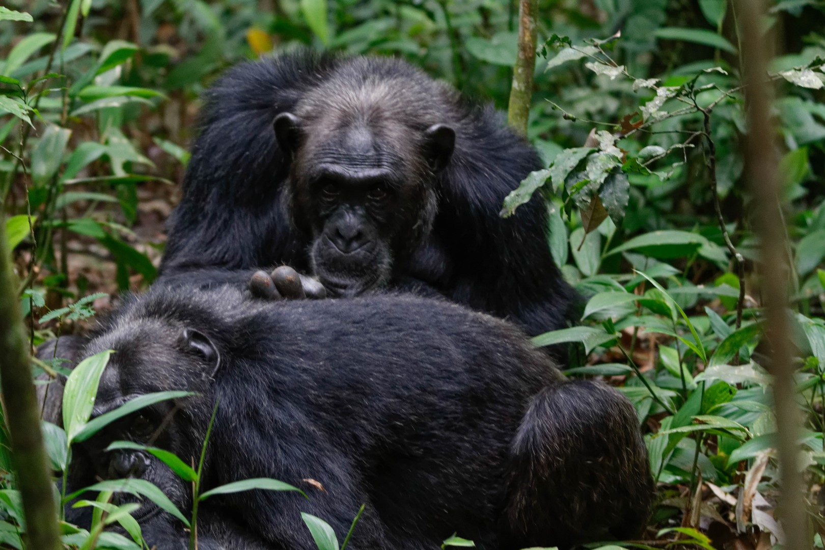 Caretaking chimpanzee plucking off ticks from another