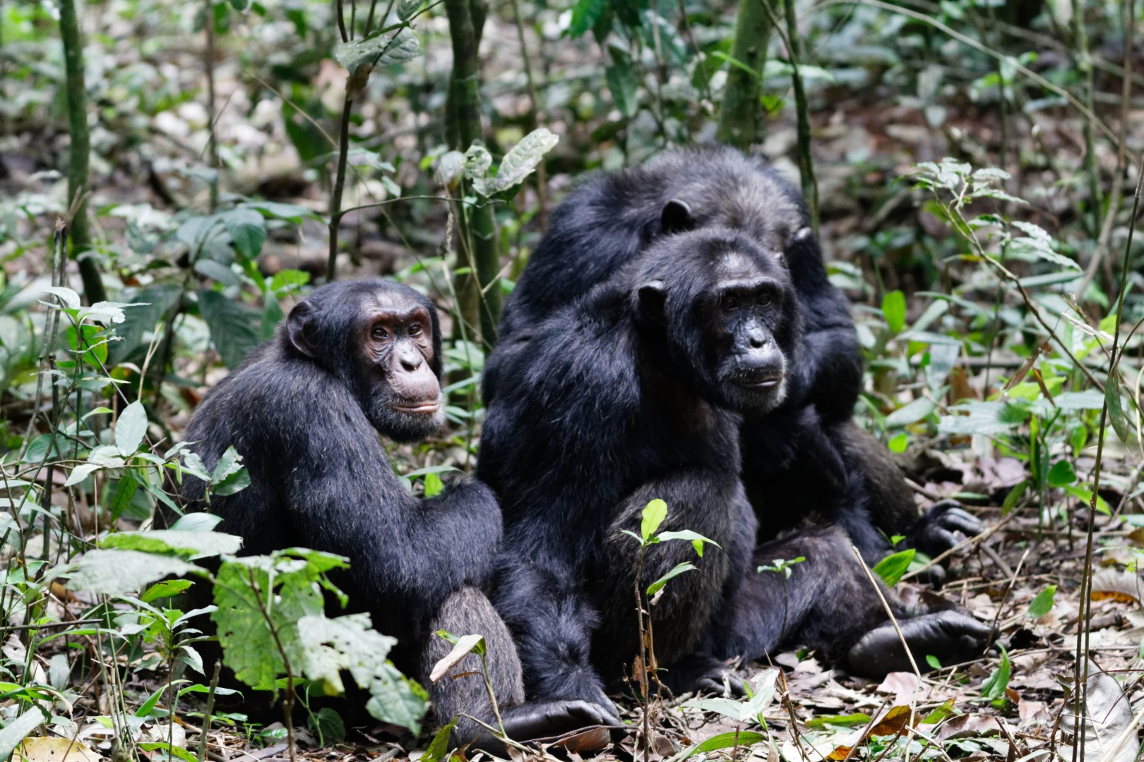 A family of habituated chimpanzees in Kibale National Park
