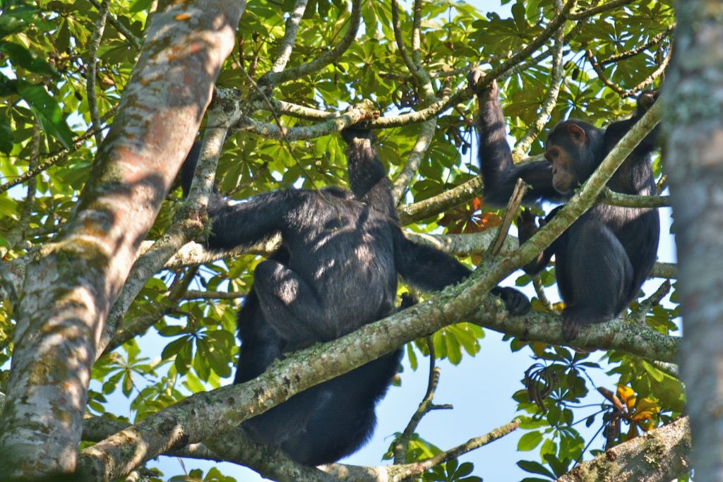 Habituated chimpanzees in Kibale Forest, to be experienced on a chimpanzee safari and gorilla habituation tour