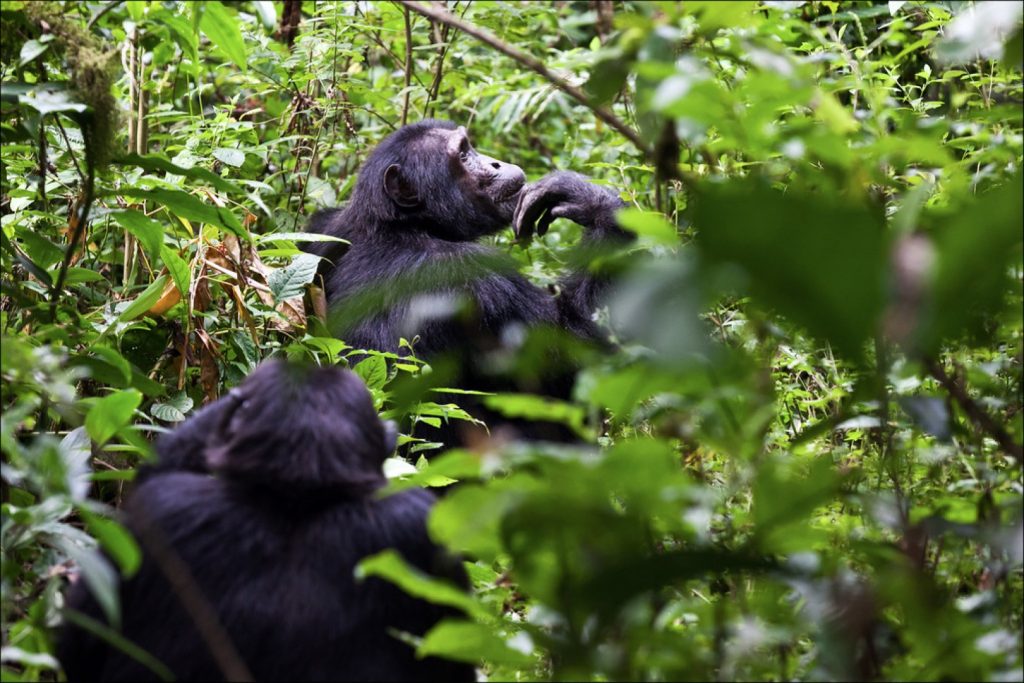 A thoughtful chimpanzee, part of what to find on a flying chimpanzee safari