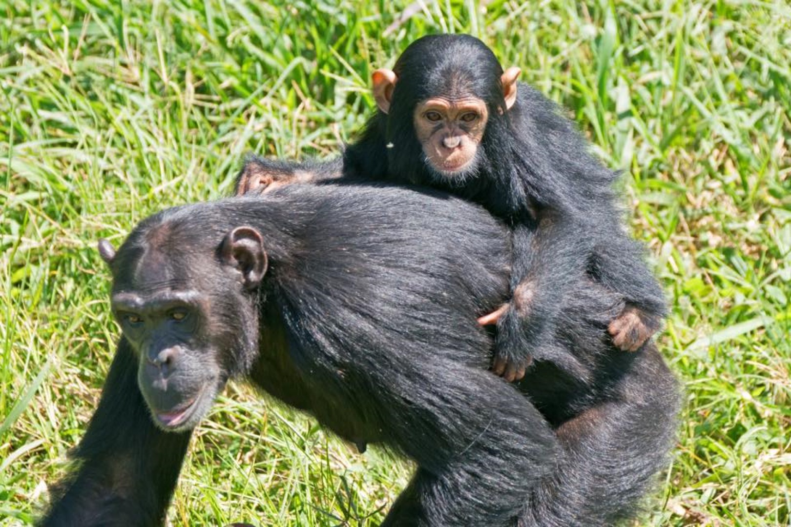 Baby chimpanzee on the back of its mother