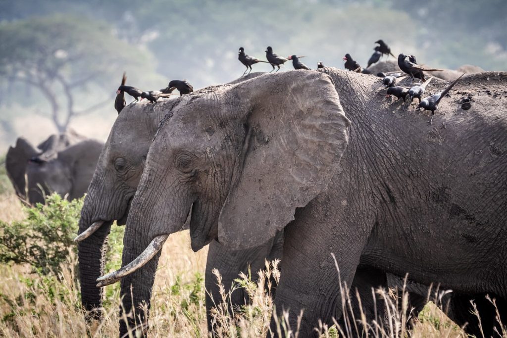 Giant African elephants