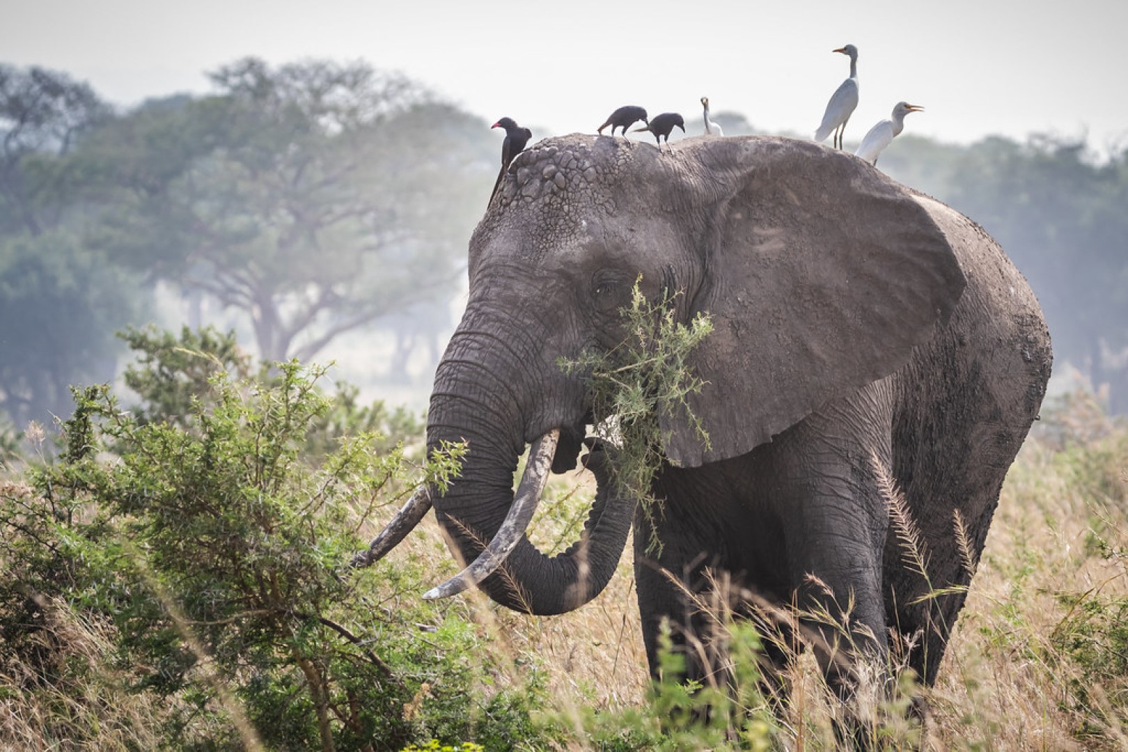 Giant African Elephant with pecking egrets aboard
