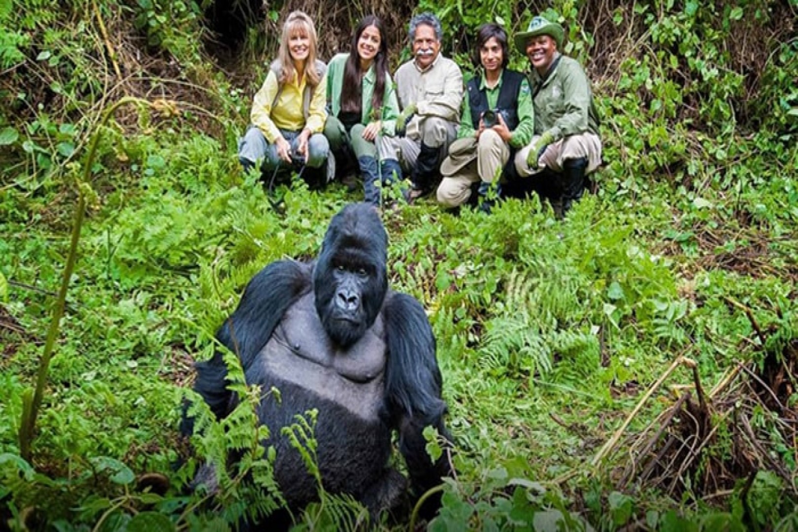 Pausing with an adult male gorilla