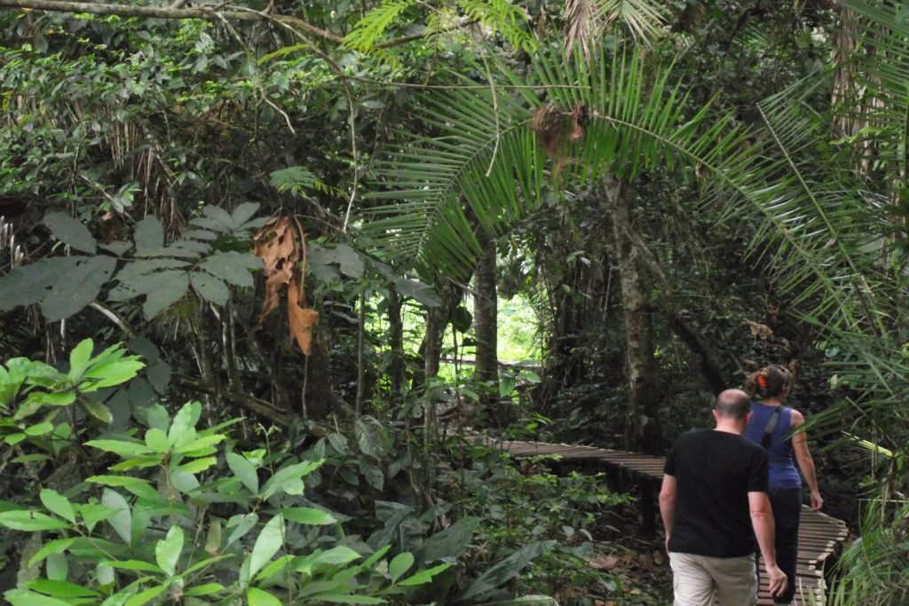 Visitors on a day forest walk in Kibale National Park. A night forest walk in Kibale is also possible and it is a rare encounter on a Uganda safari, which starts at around 7:30pm.