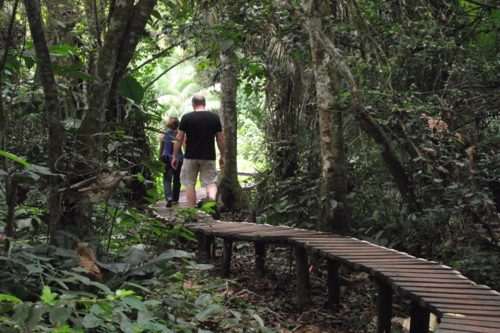 Nature walk in Kibale National Park, part of chimpanzee and habituation safari