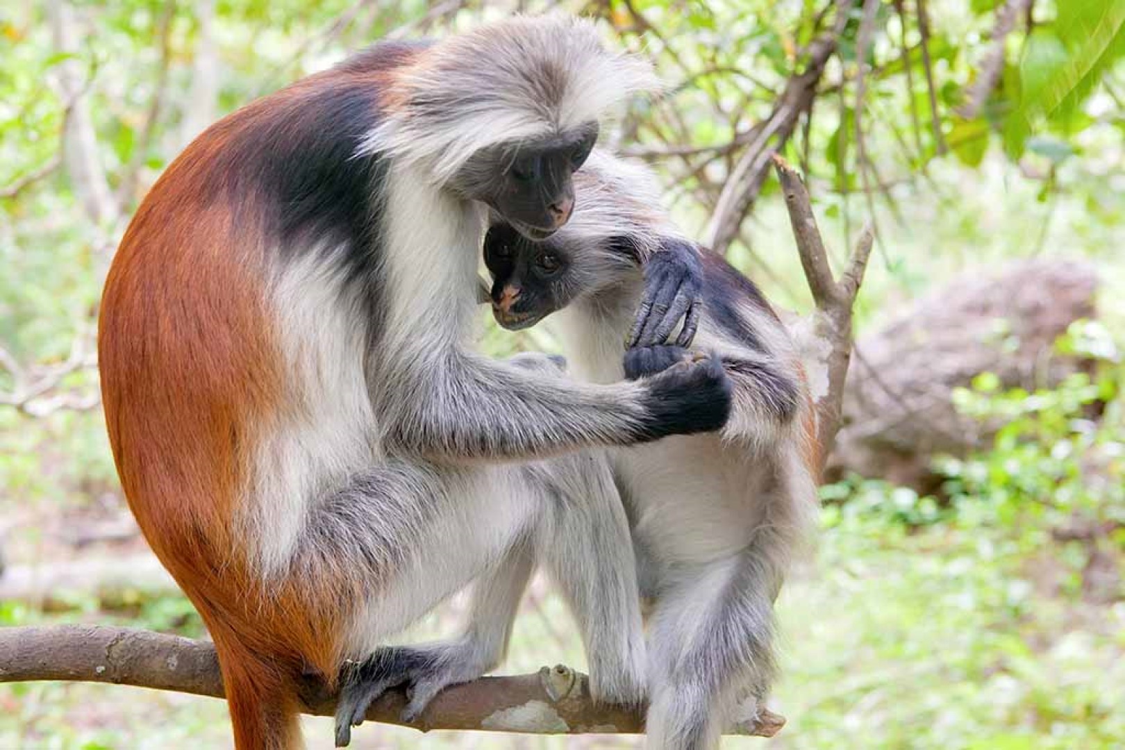 A female red colobus monkey embracing its young one