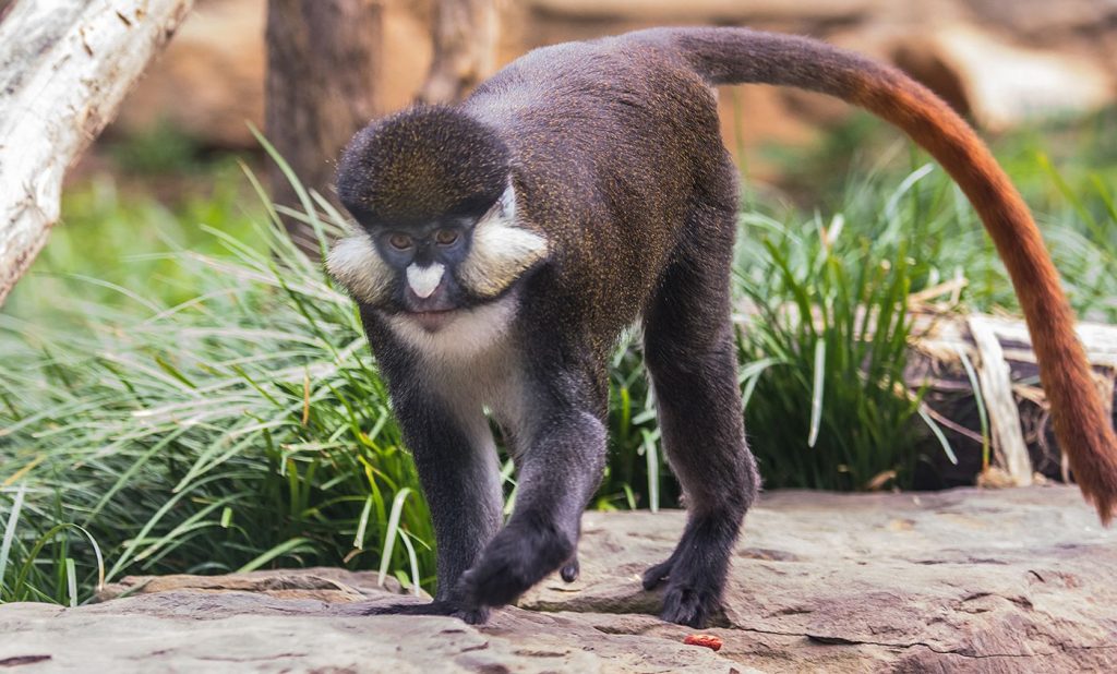 Red tailed monkey, one of the key species in Kibale National Park.