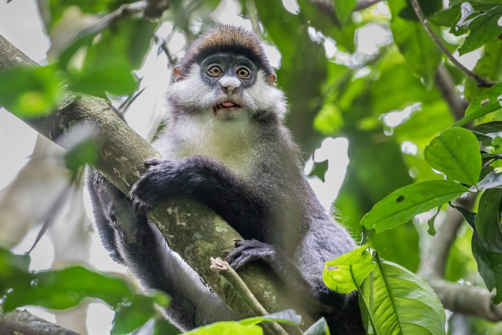 A vervet monkey, can also be found in Kibale Forest National Park