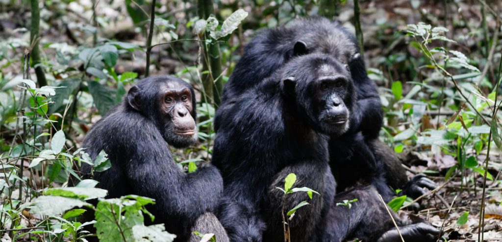 A image showing a family of chimpanzees in Kibale Forest National Park which can be seen during the best time to see chimpanzees.
