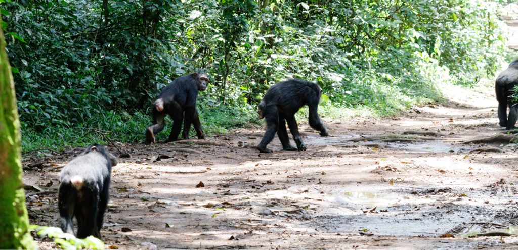 Views of shy chimpanzees on a trekking experience