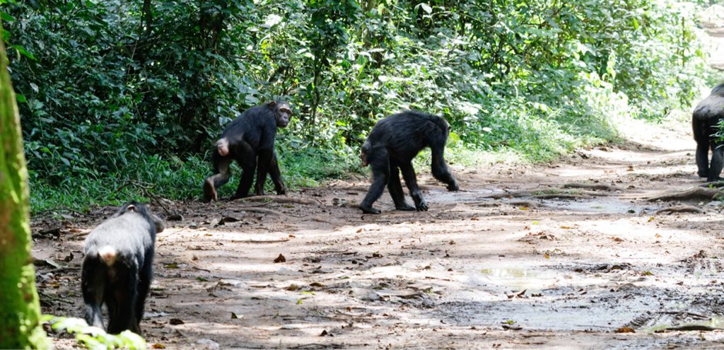 Wonderful experience with the chimps close-up