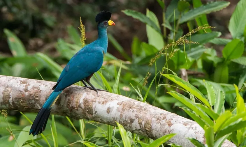 Blue Turaco, a signature bird in Kibale Forest National Park
