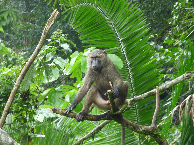 Olive Baboon in Kibale Forest National Park. Credit: Diary of Mzungu