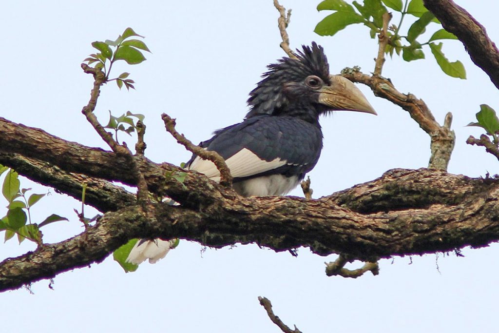 Piping Hornbill, one of the birds to be found in Kibale Forest. Credit: Uganda Wildlife Authority