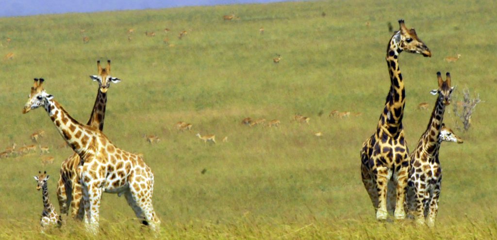 A family of Rothschild giraffes spotted in Queen Elizabeth National Park