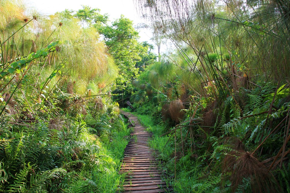 Bigodi Wetland Trail, where Magombe swamp can be found. Credit: thetowerpost.com